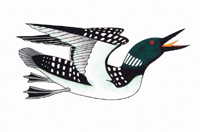 POOTOOGOOK Kananginak - Loon in flight