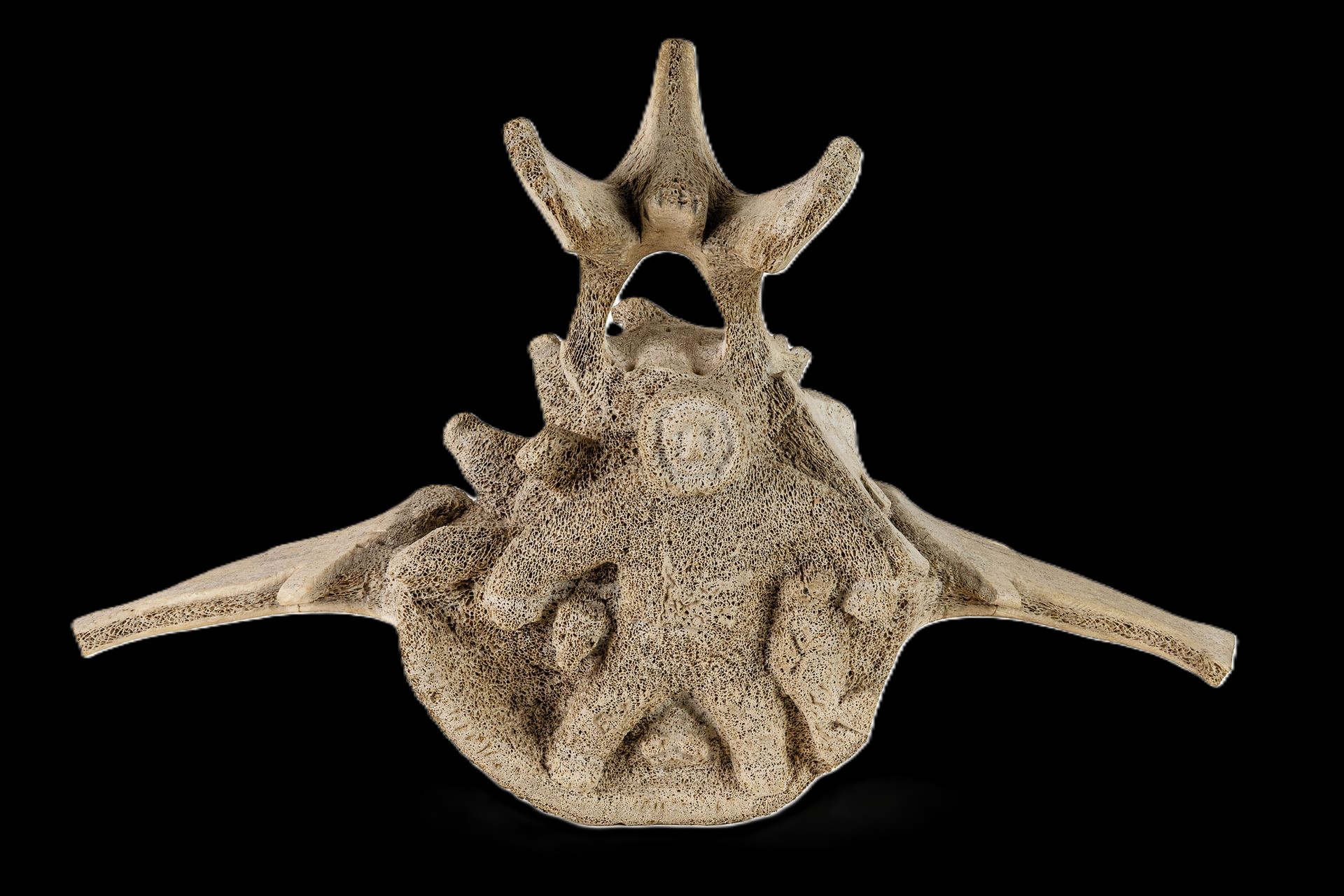 Ours, Bill Nasogaluak, Tuktoyaktuk, 2016 40,5 x 50 cm